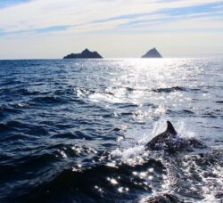 A dolphin swimming in the dea in front of Skelling Michael