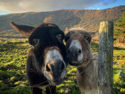 Two smiling donkeys through a fence